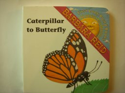 Caterpillar to Butterfly