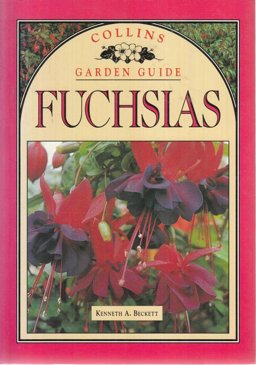 Fuchsias