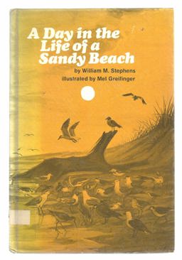 A Day in the Life of a Sandy Beach