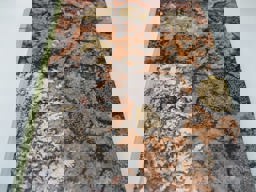 Biology of Microorganisms