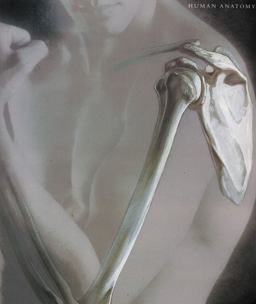 Human Anatomy Human Anatomy