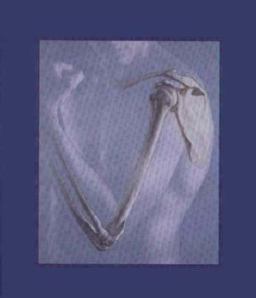 Human Anatomy Human Anatomy