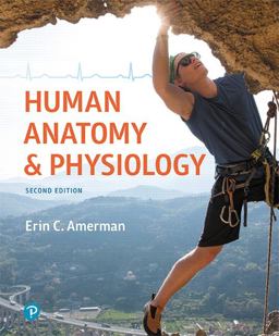Human Anatomy and Physiology 2nd 9780134553511 Front Cover