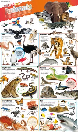 DKfindout! Animals Poster 2017 9780241295786 Front Cover