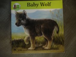 Baby Wolf