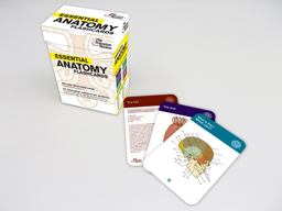 Essential Anatomy Flashcards