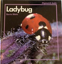 Ladybug
