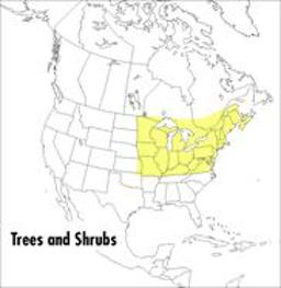 Peterson Field Guide to Trees and Shrubs Northeastern and North-Central United States and Southeastern and South-centralCanada 2nd 9780395353707 Front Cover