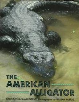 The American Alligator