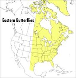 Peterson Field Guide to Eastern Butterflies 2nd 9780395904534 Front Cover