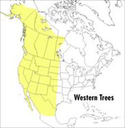 Peterson Field Guide to Western Trees 2nd 9780395904541 Front Cover