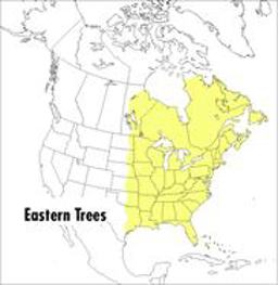 Peterson Field Guide to Eastern Trees 2nd 9780395904558 Front Cover