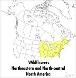Peterson Field Guide to Wildflowers Northeastern and North-Central North America 2nd 9780395911723 Front Cover