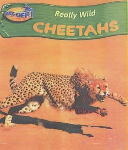 Cheetah Cheetah
