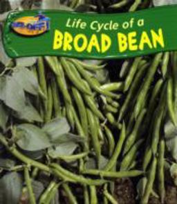 Broad Bean