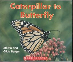 Caterpillar to Butterfly