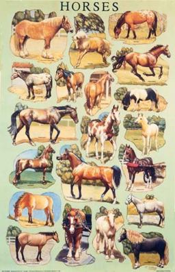 Horses