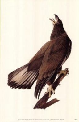 Audubon Bald Eagle