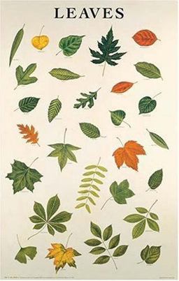 Leaves Poster