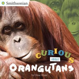 Curious about Orangutans Curious about Orangutans
