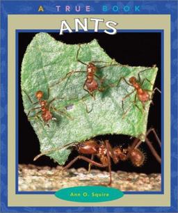 Ants