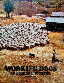 Working Dogs