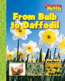 From Bulb to Daffodil (Scholastic News Nonfiction Readers: How Things Grow)  9780531187876 Front Cover