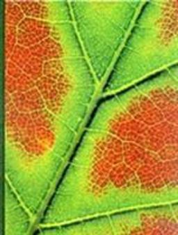 Plant Physiology 4th 9780534151621 Front Cover