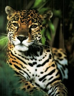 Sustaining the Earth