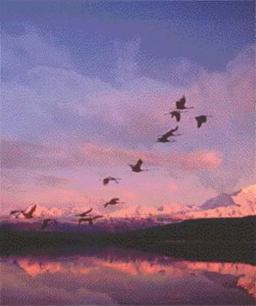 Biology (International Version)