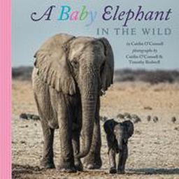Baby Elephant in the Wild  9780544149441 Front Cover