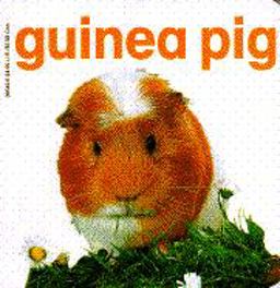 The Guinea Pig