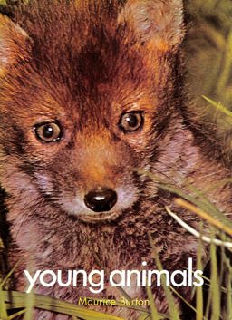 Young Animals