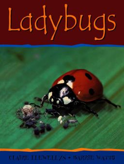 Ladybugs