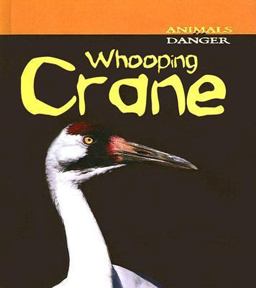 Whooping Crane