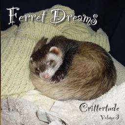 Ferret Dreams
