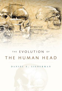Evolution of the Human Head  9780674046368 Front Cover