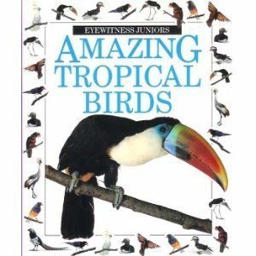 Amazing Tropical Birds