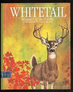 Whitetail