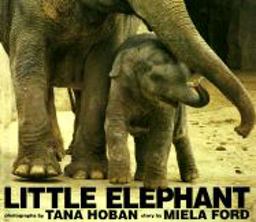 Little Elephant