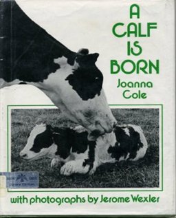 A Calf Is Born