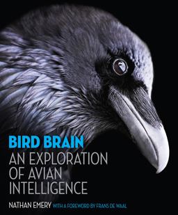 Bird Brain An Exploration of Avian Intelligence  9780691165172 Front Cover
