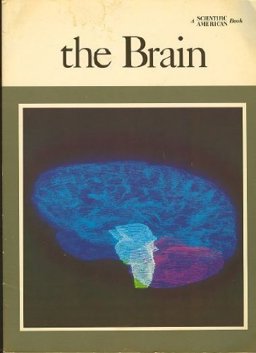 The Brain