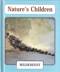 Wildebeest
