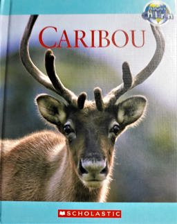 Caribou