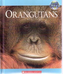 Orangutans