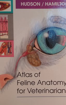 Atlas of Feline Anatomy for Veterinarians  9780721640044 Front Cover