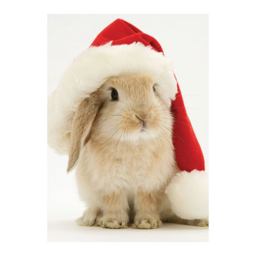 Santa Bunny Holiday Half Notecard