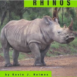 Rhinos