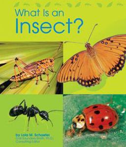 What Is an Insect?